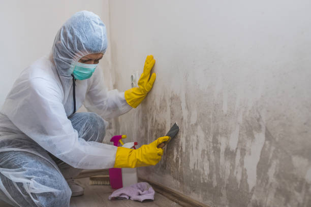 Best Certified Mold Removal  in Linganore, MD