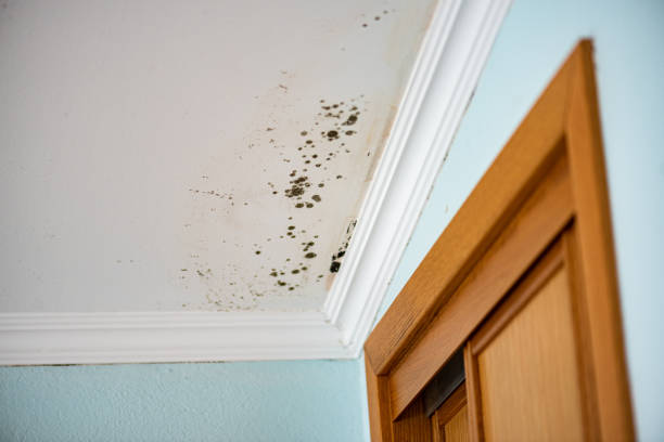 Certified Mold Removal in Linganore, MD