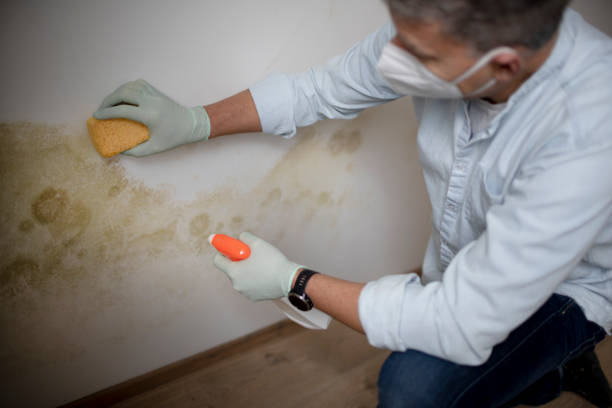 Best Mold Testing  in Linganore, MD