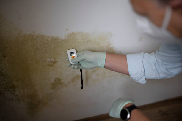 Best Toxic Mold Removal  in Linganore, MD