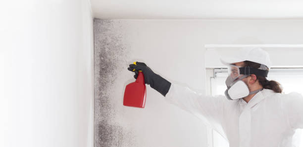 Best Commercial Mold Removal  in Linganore, MD