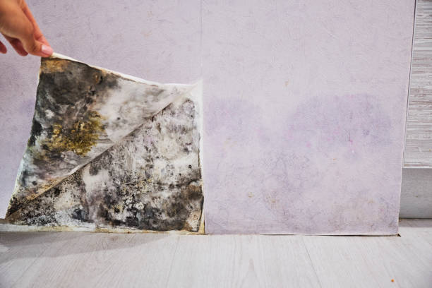 Best Office Mold Removal Services  in Linganore, MD